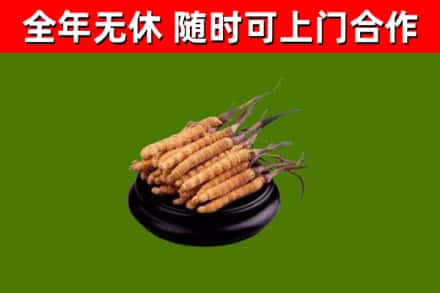 滴道区烟酒回收冬虫夏草.jpg